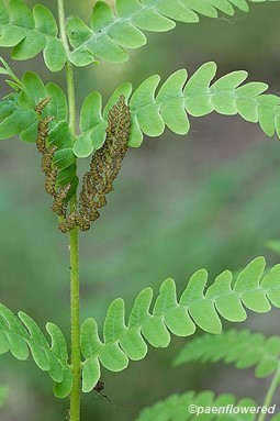 Sporangia and pinnae